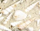 Fossil Gastropod (Haustator) Cluster - Damery, France #22043-1